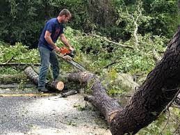 Best Tree Trimming and Pruning  in Burlington, WI