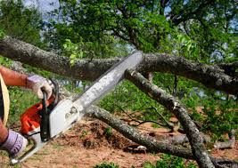 Best Tree Mulching  in Burlington, WI