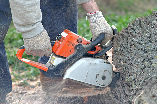 Best Tree Maintenance Programs  in Burlington, WI